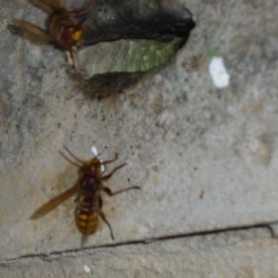 Avejas 2